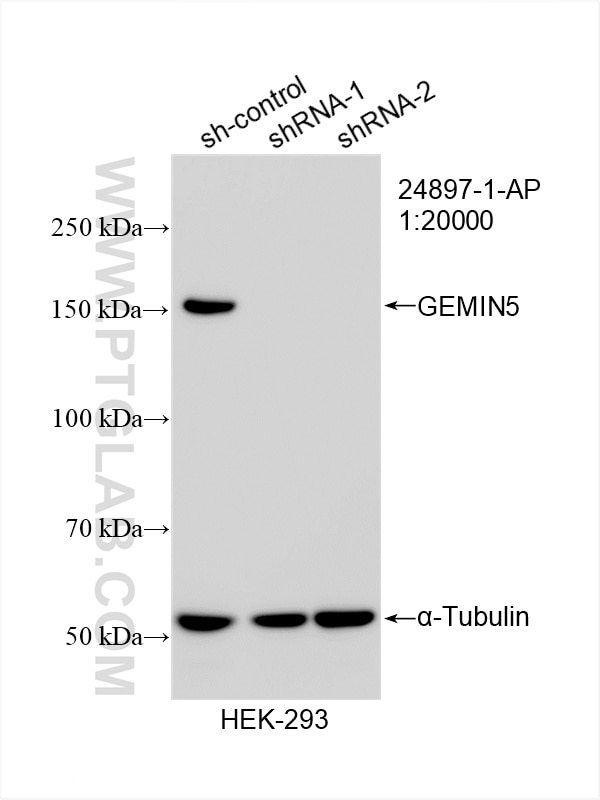 Western Blot (WB) analysis of HEK-293 cells using GEMIN5 Polyclonal antibody (24897-1-AP)
