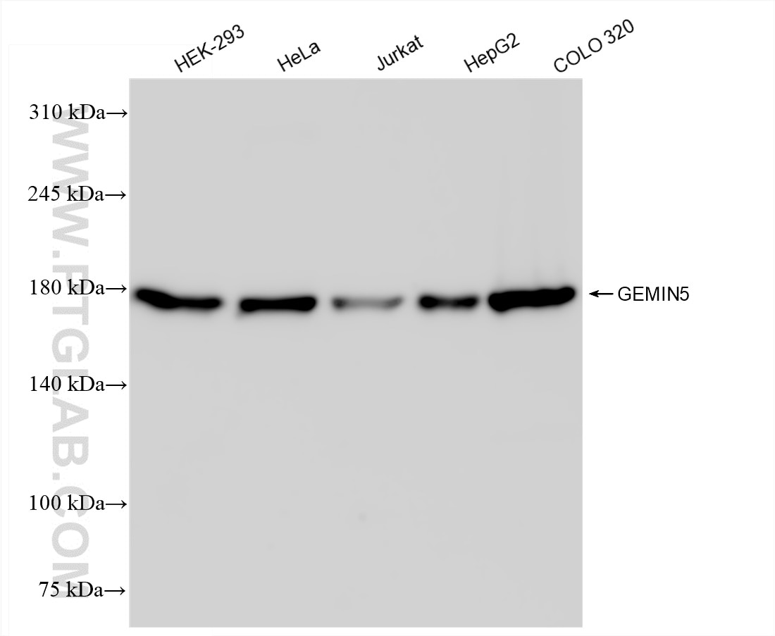 Western Blot (WB) analysis of various lysates using GEMIN5 Recombinant antibody (84171-3-RR)