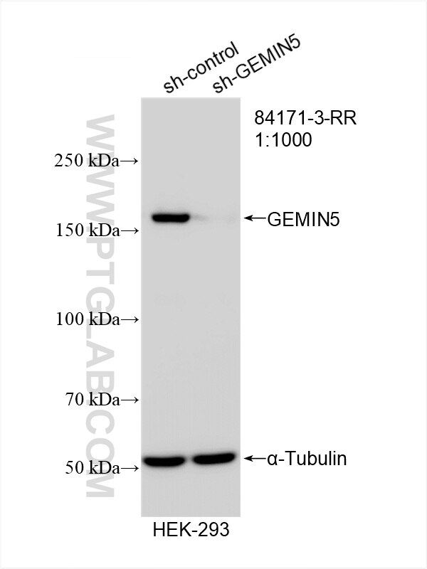 Western Blot (WB) analysis of HEK-293 cells using GEMIN5 Recombinant antibody (84171-3-RR)