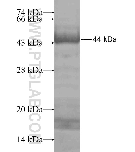 GEMIN5 fusion protein Ag19268 SDS-PAGE