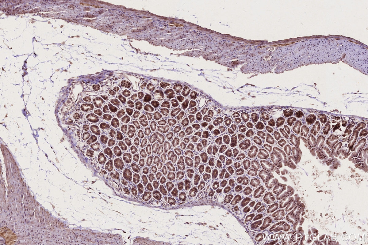 Immunohistochemistry (IHC) staining of mouse stomach tissue using GEMIN6 Polyclonal antibody (12307-2-AP)