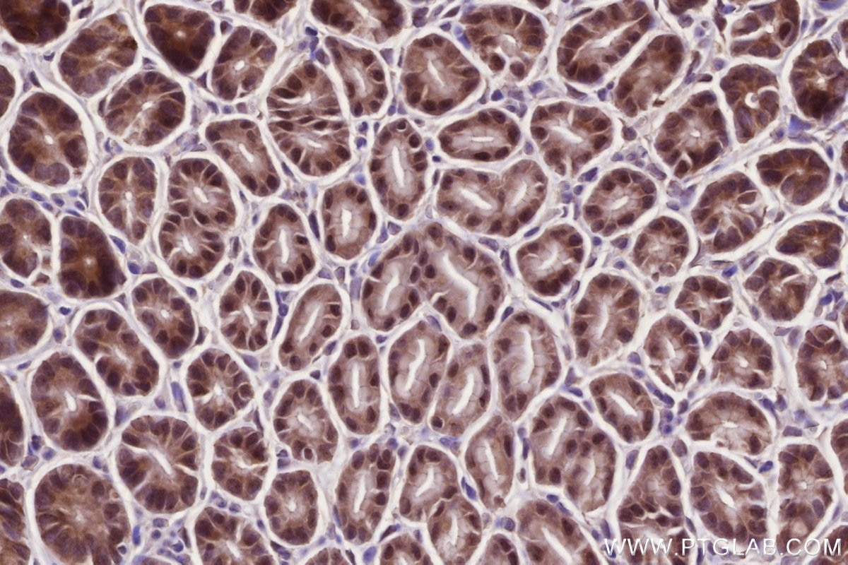 Immunohistochemistry (IHC) staining of mouse stomach tissue using GEMIN6 Polyclonal antibody (12307-2-AP)