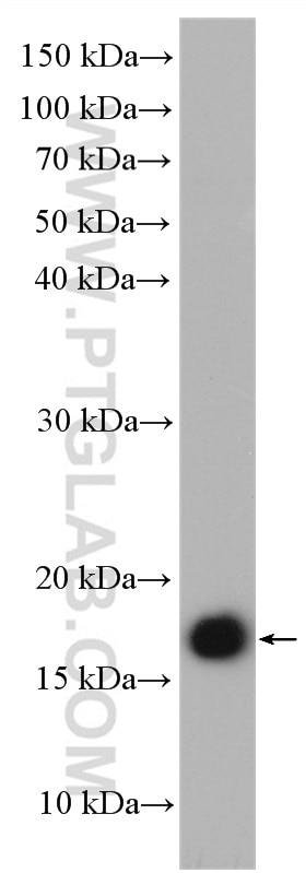 Western Blot (WB) analysis of HEK-293 cells using GEMIN6 Polyclonal antibody (12307-2-AP)