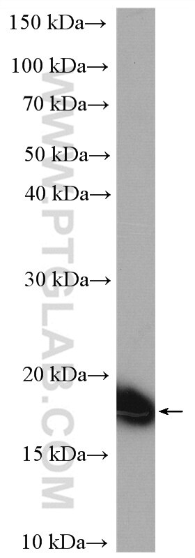 WB analysis of HEK-293 using 12307-2-AP