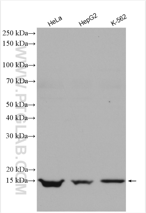 Western Blot (WB) analysis of various lysates using GEMIN7 Polyclonal antibody (10625-1-AP)