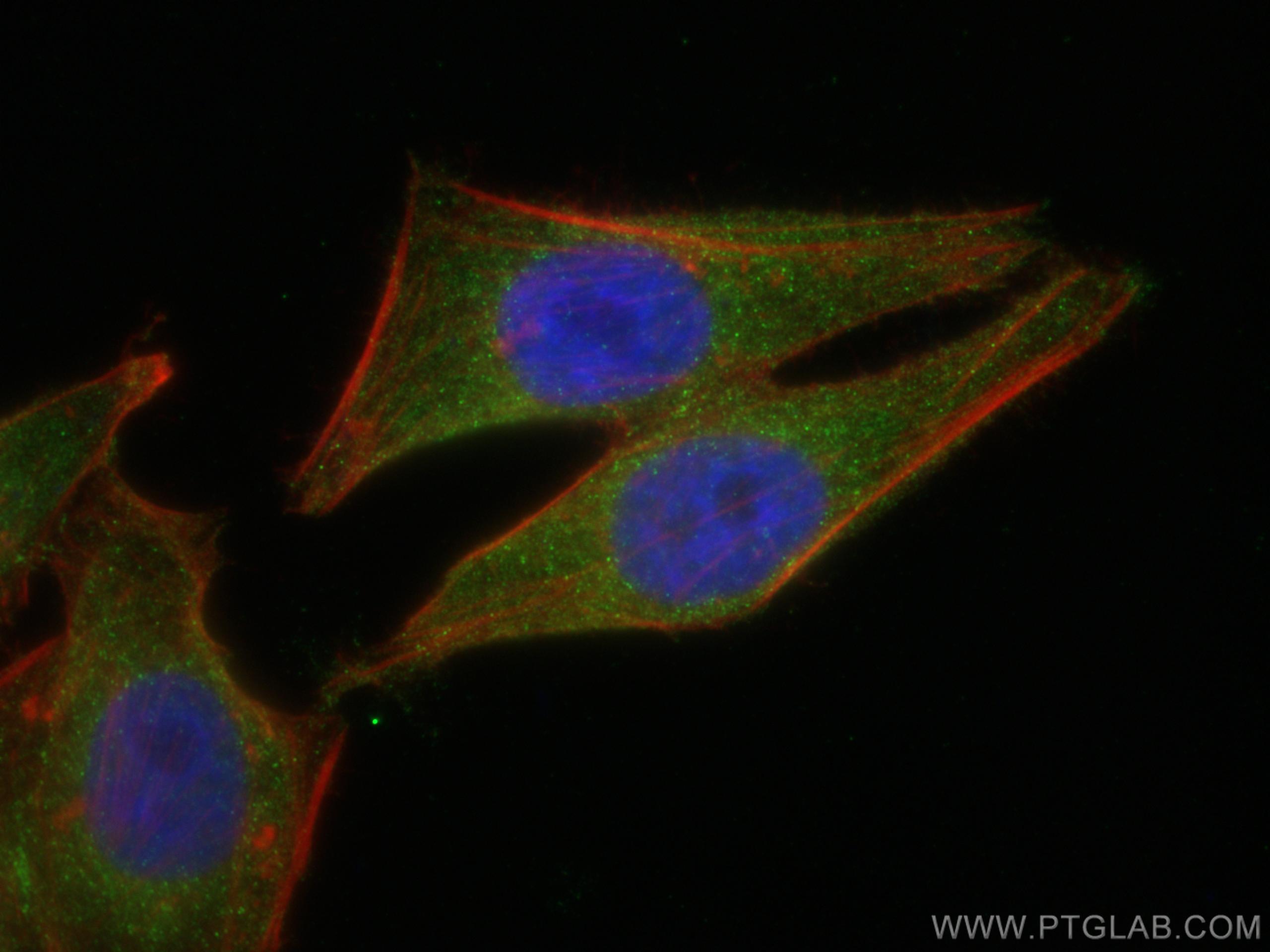 Immunofluorescence (IF) / fluorescent staining of HepG2 cells using GEMIN8 Monoclonal antibody (67871-1-Ig)