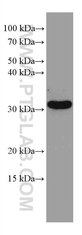 Western Blot (WB) analysis of NIH/3T3 cells using GEMIN8 Monoclonal antibody (67871-1-Ig)