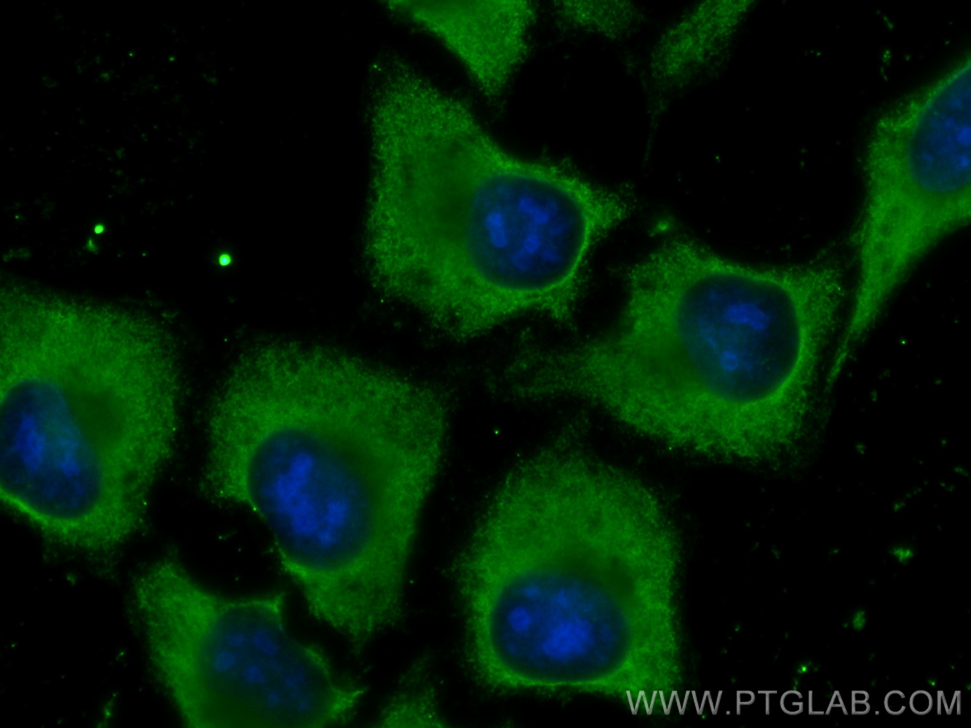 Immunofluorescence (IF) / fluorescent staining of HepG2 cells using CoraLite® Plus 488-conjugated GEMIN8 Monoclonal an (CL488-67871)