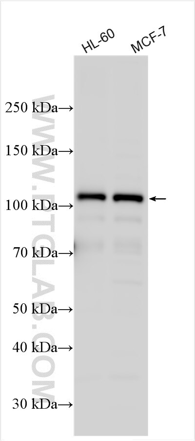 Western Blot (WB) analysis of various lysates using GEN1 Polyclonal antibody (29617-1-AP)