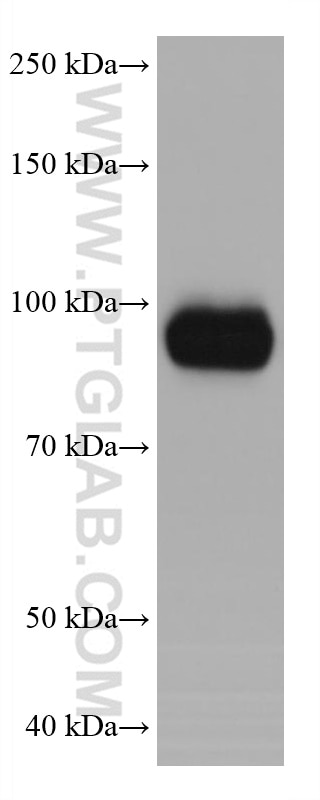 Western Blot (WB) analysis of U2OS cells using GEN1 Monoclonal antibody (68060-1-Ig)