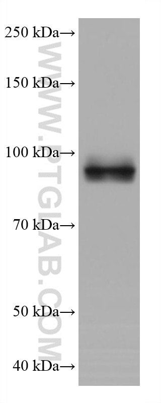 Western Blot (WB) analysis of A549 cells using GEN1 Monoclonal antibody (68060-1-Ig)