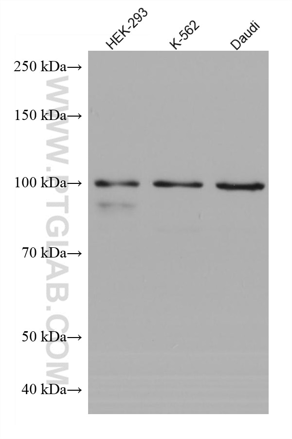 Western Blot (WB) analysis of various lysates using GEN1 Monoclonal antibody (68060-1-Ig)