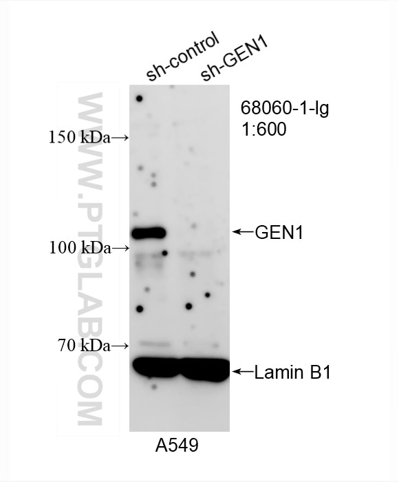 Western Blot (WB) analysis of A549 cells using GEN1 Monoclonal antibody (68060-1-Ig)