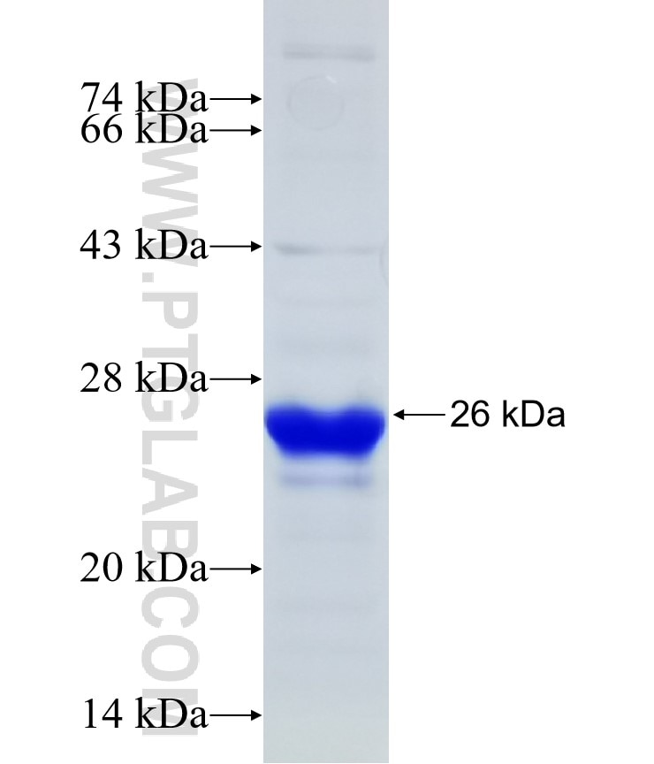 GEN1 fusion protein Ag31247 SDS-PAGE