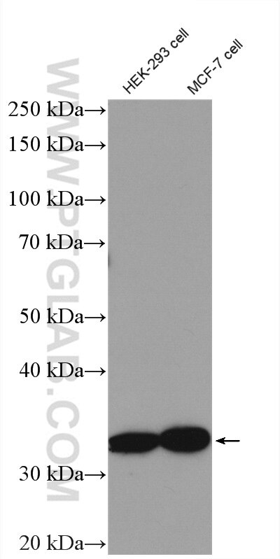 Western Blot (WB) analysis of HEK-293 cells using GET4 Polyclonal antibody (27768-1-AP)