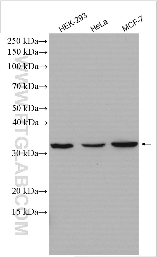 Western Blot (WB) analysis of various lysates using GET4 Polyclonal antibody (27768-1-AP)