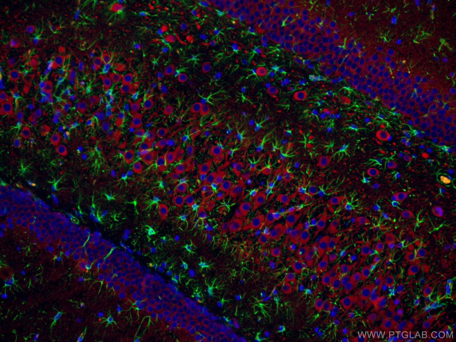 Immunofluorescence (IF) / fluorescent staining of rat brain tissue using GFAP Monoclonal antibody (60190-1-Ig)