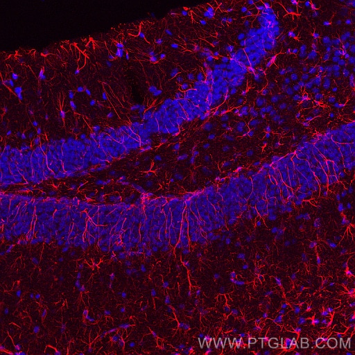 Immunofluorescence (IF) / fluorescent staining of mouse brain tissue using GFAP Monoclonal antibody (60190-1-Ig)