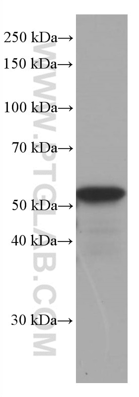 Western Blot (WB) analysis of pig brain tissue using GFAP Monoclonal antibody (60190-1-Ig)