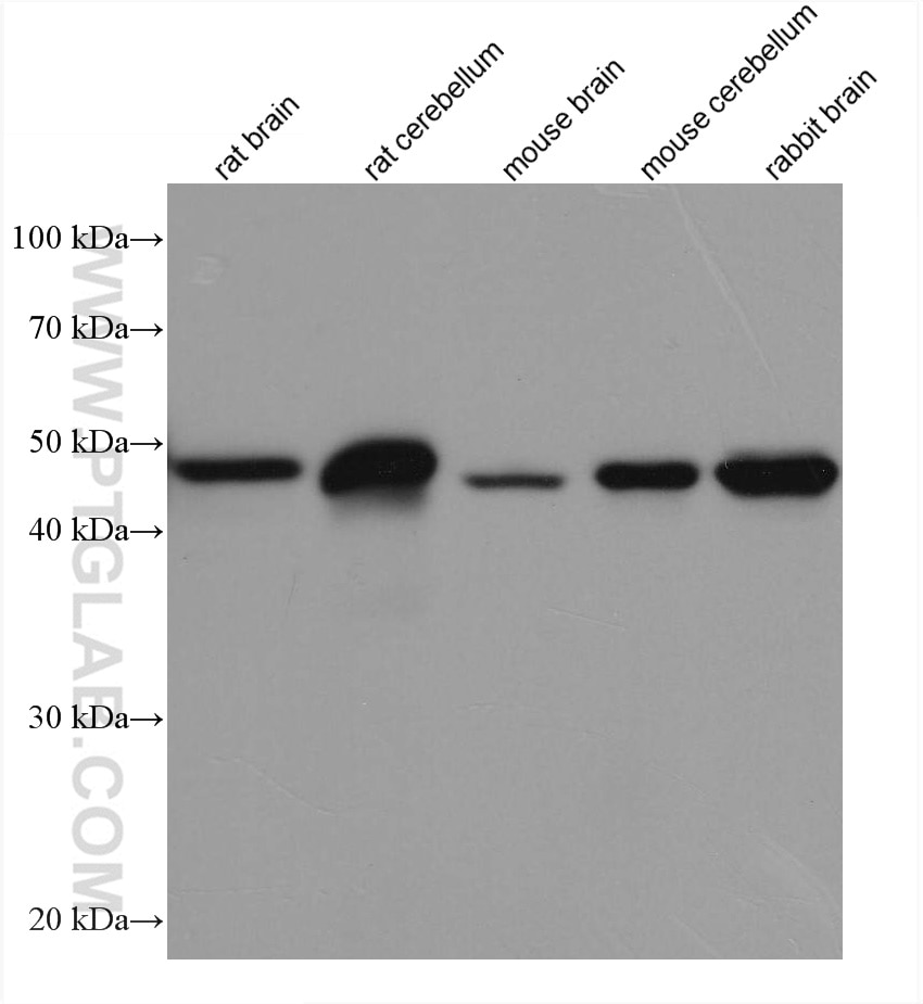 Western Blot (WB) analysis of various lysates using GFAP Monoclonal antibody (60190-1-Ig)