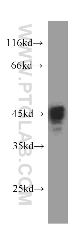 Western Blot (WB) analysis of human brain tissue using GFAP Monoclonal antibody (60190-1-Ig)