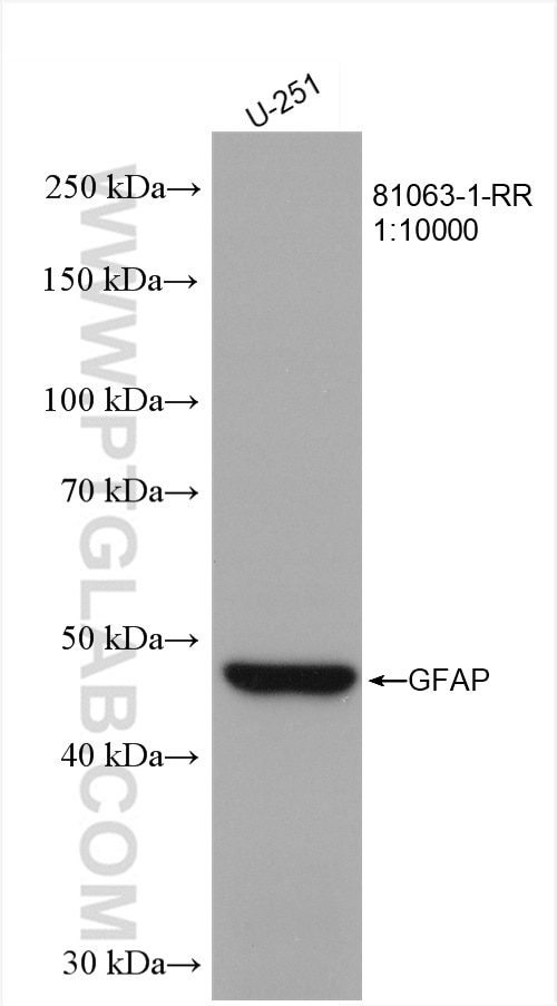 Western Blot (WB) analysis of U-251 cells using GFAP Recombinant antibody (81063-1-RR)