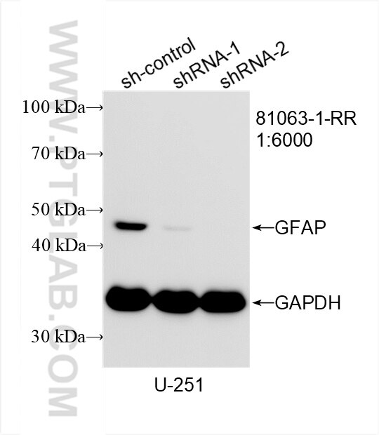Western Blot (WB) analysis of U-251 cells using GFAP Recombinant antibody (81063-1-RR)