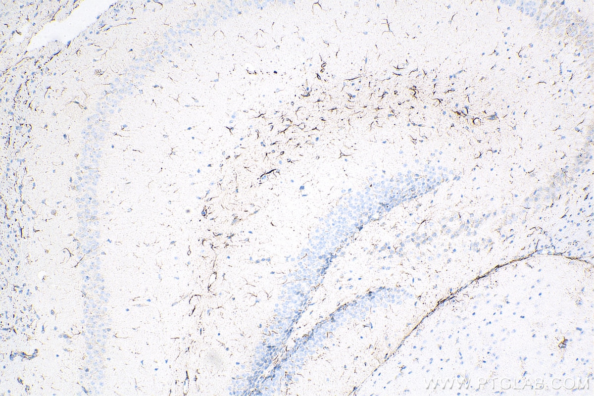 Immunohistochemistry (IHC) staining of mouse brain tissue using Biotin-conjugated GFAP Polyclonal antibody (Biotin-16825)