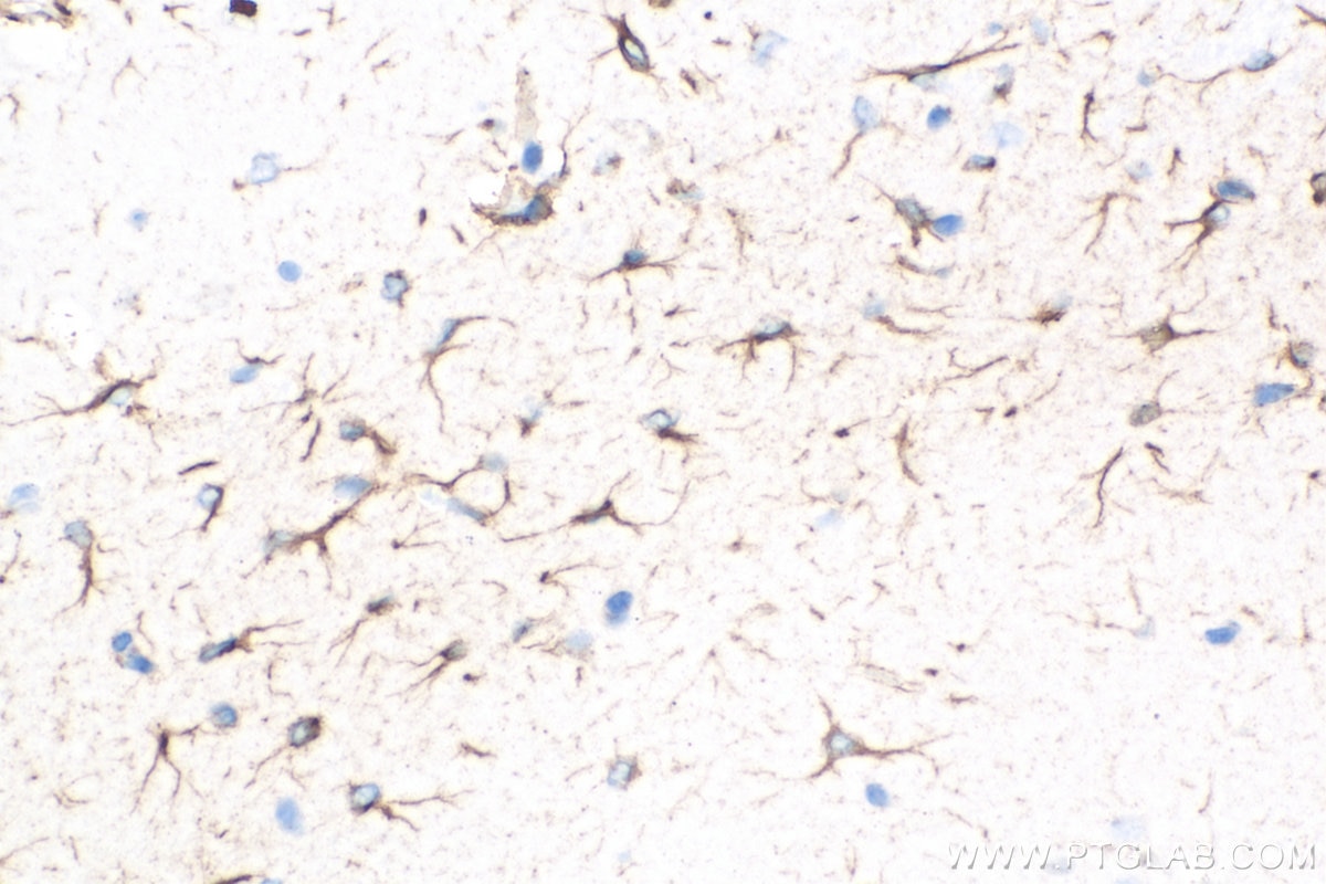Immunohistochemistry (IHC) staining of mouse brain tissue using Biotin-conjugated GFAP Polyclonal antibody (Biotin-16825)