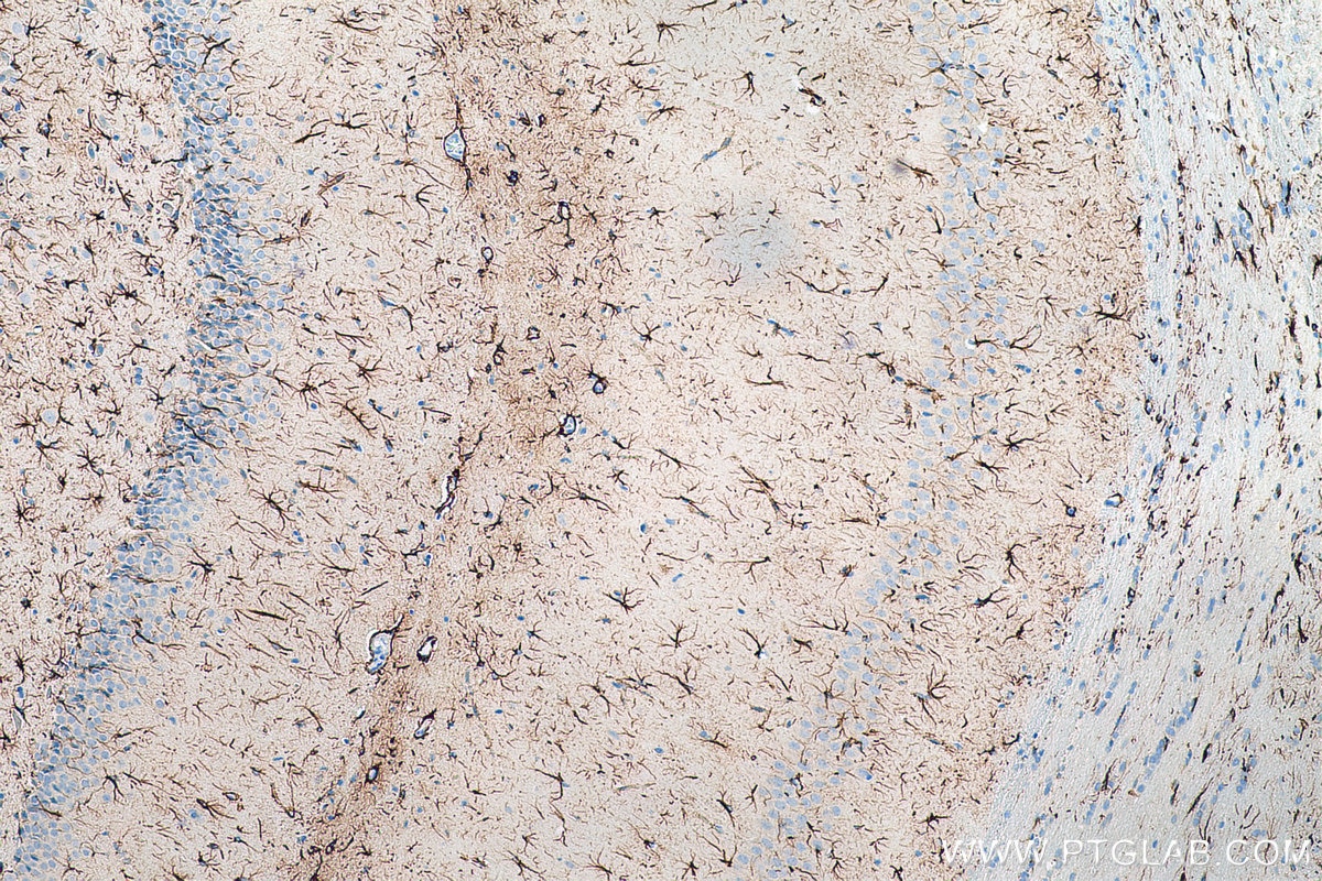 Immunohistochemistry (IHC) staining of rat brain tissue using Biotin-conjugated GFAP Monoclonal antibody (Biotin-60190)