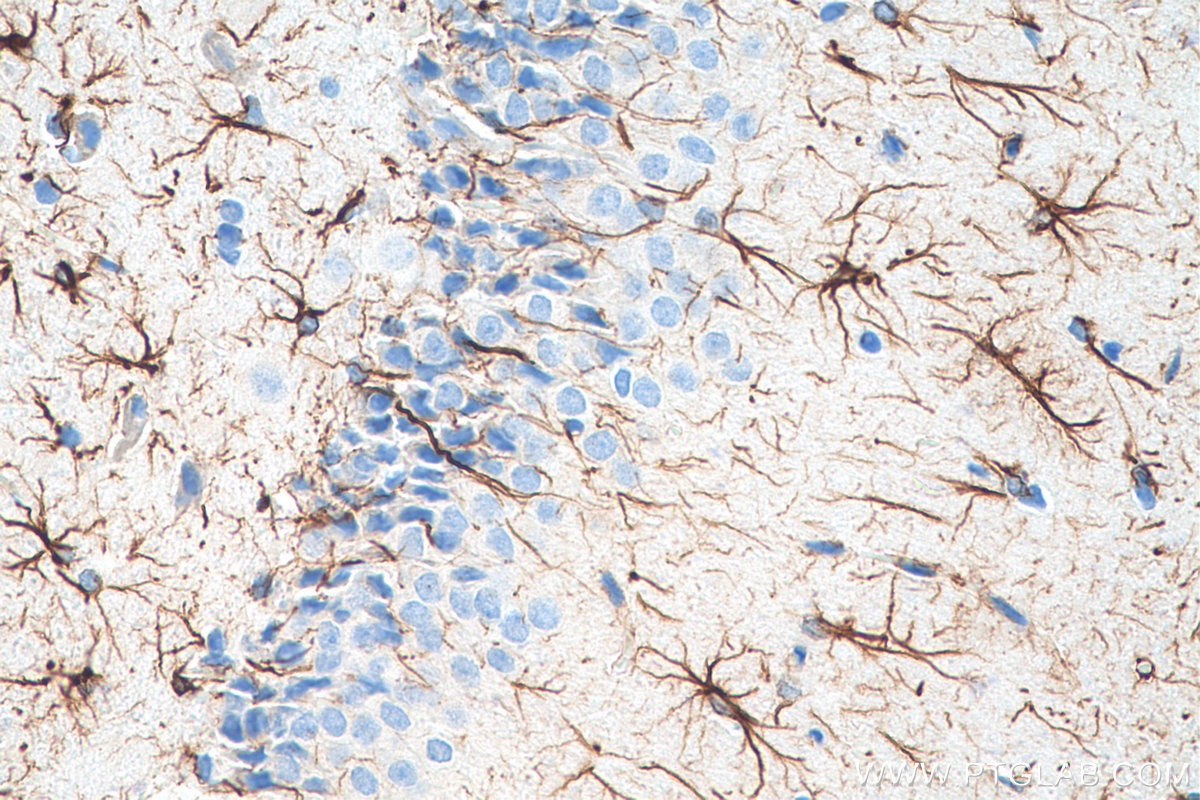 Immunohistochemistry (IHC) staining of rat brain tissue using Biotin-conjugated GFAP Monoclonal antibody (Biotin-60190)