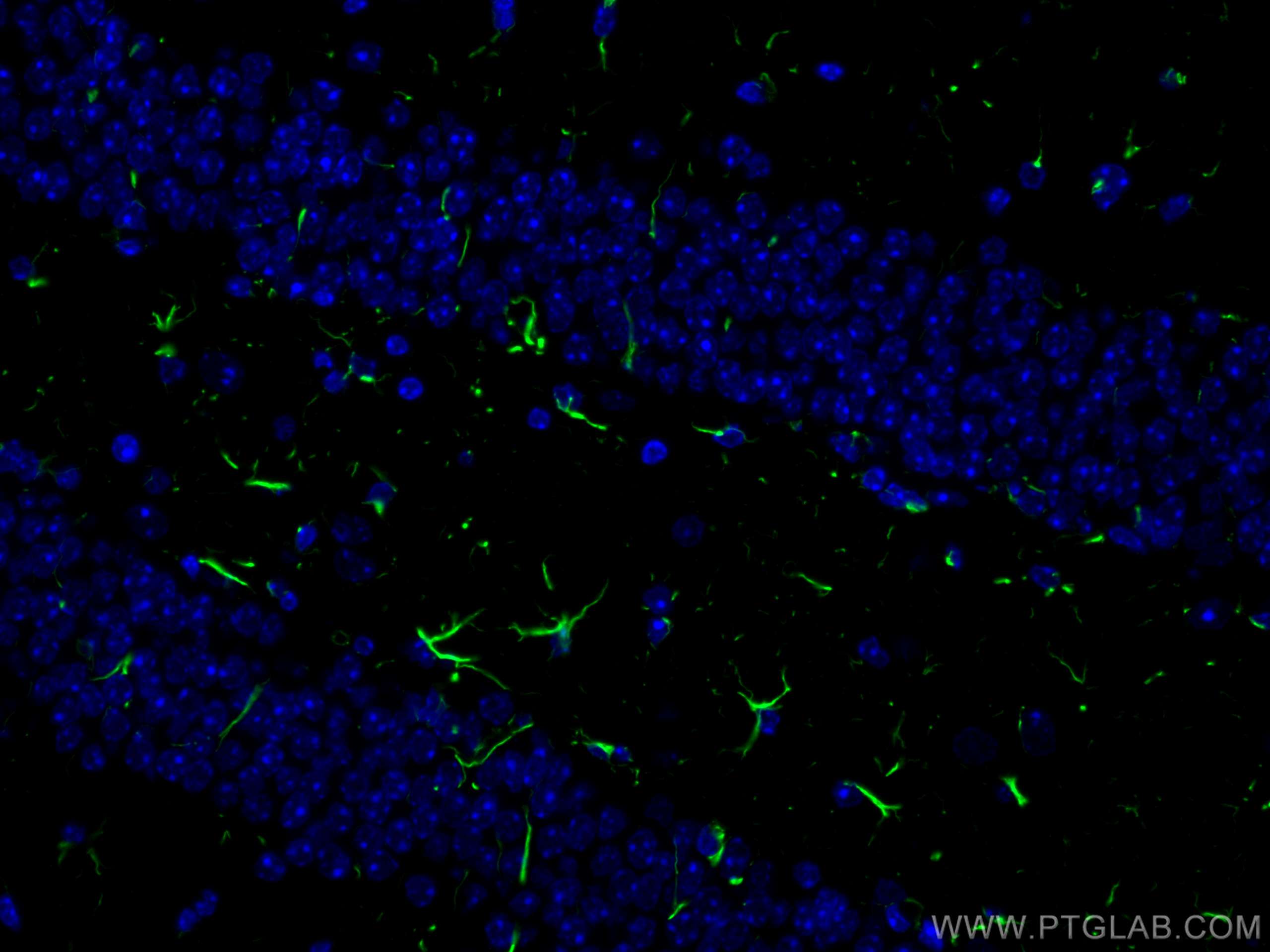 Immunofluorescence (IF) / fluorescent staining of mouse brain tissue using CoraLite® Plus 488-conjugated GFAP Polyclonal anti (CL488-16825)