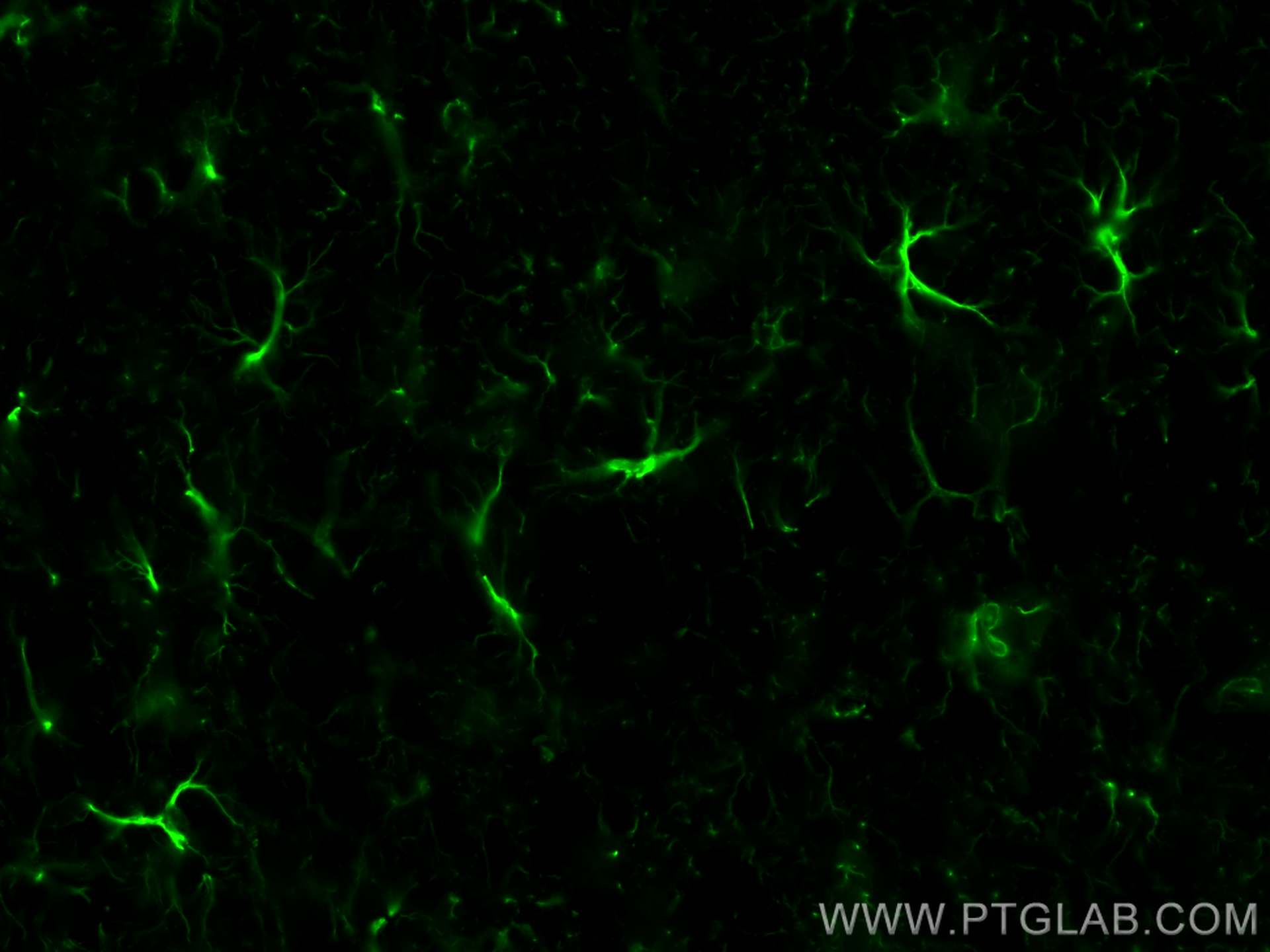 Immunofluorescence (IF) / fluorescent staining of mouse brain tissue using CoraLite® Plus 488-conjugated GFAP Monoclonal anti (CL488-60190)