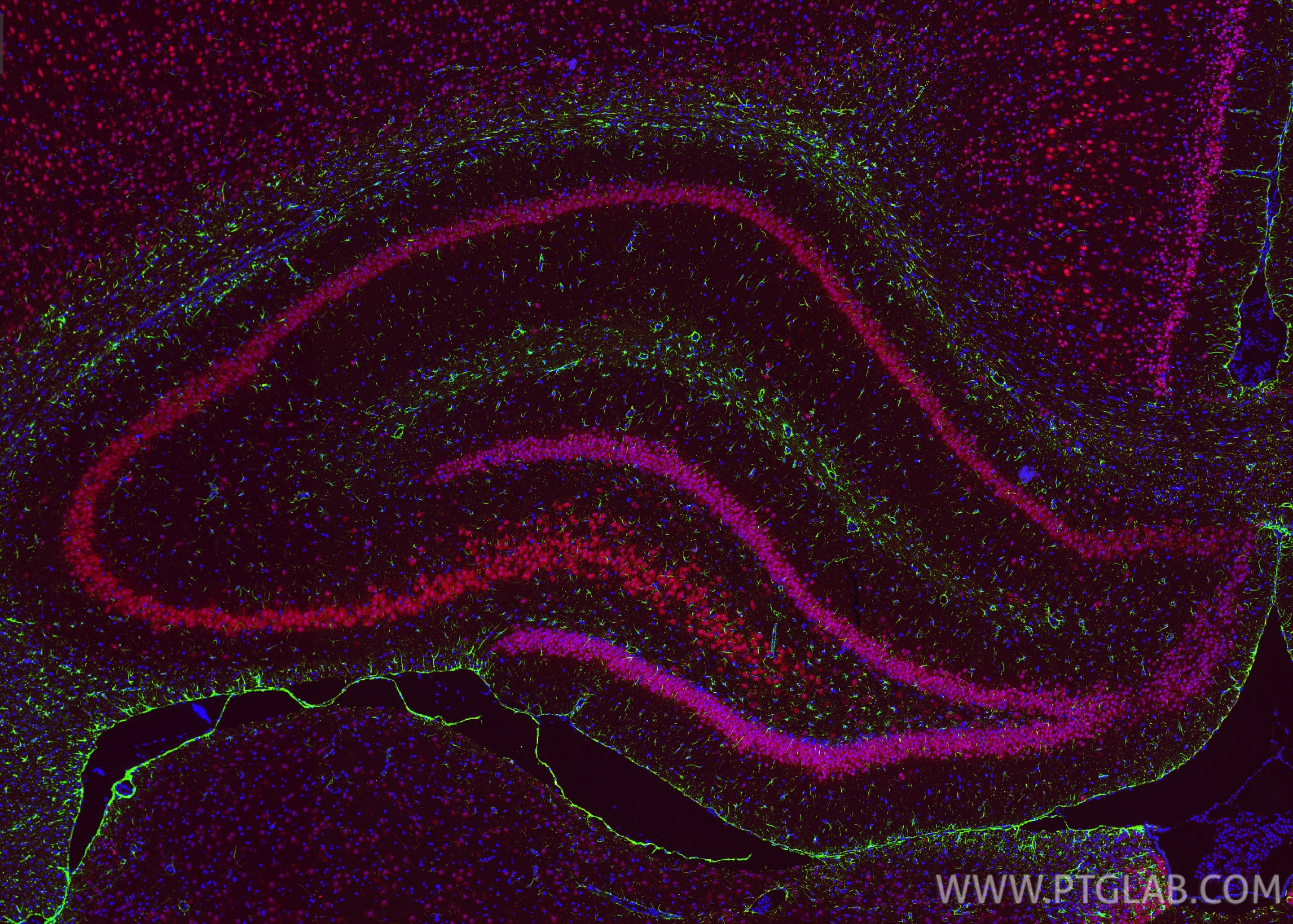 Immunofluorescence (IF) / fluorescent staining of rat brain tissue using CoraLite® Plus 488-conjugated GFAP Monoclonal anti (CL488-60190)