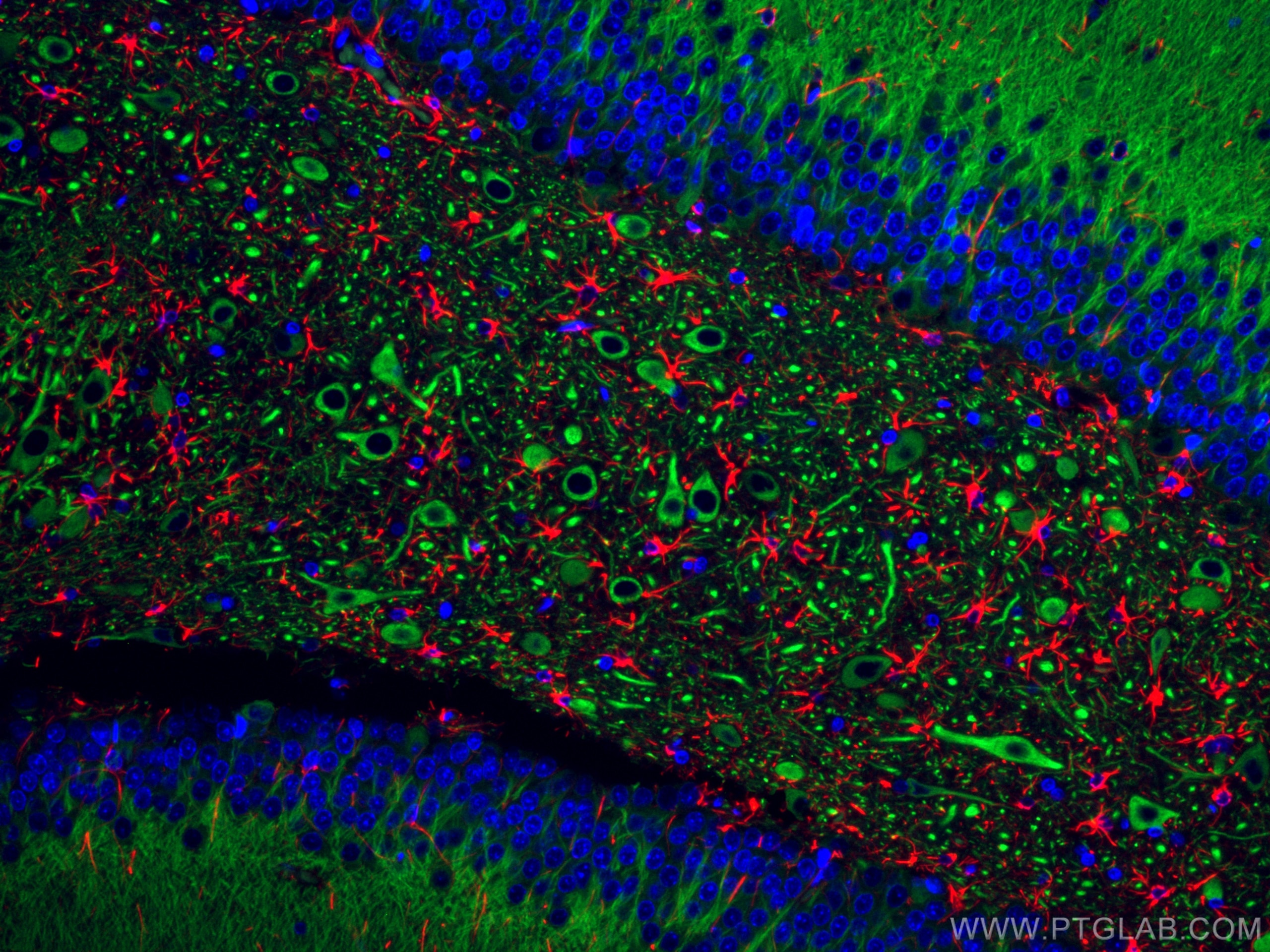 Immunofluorescence (IF) / fluorescent staining of rat brain tissue using CoraLite®594-conjugated GFAP Polyclonal antibody (CL594-16825)