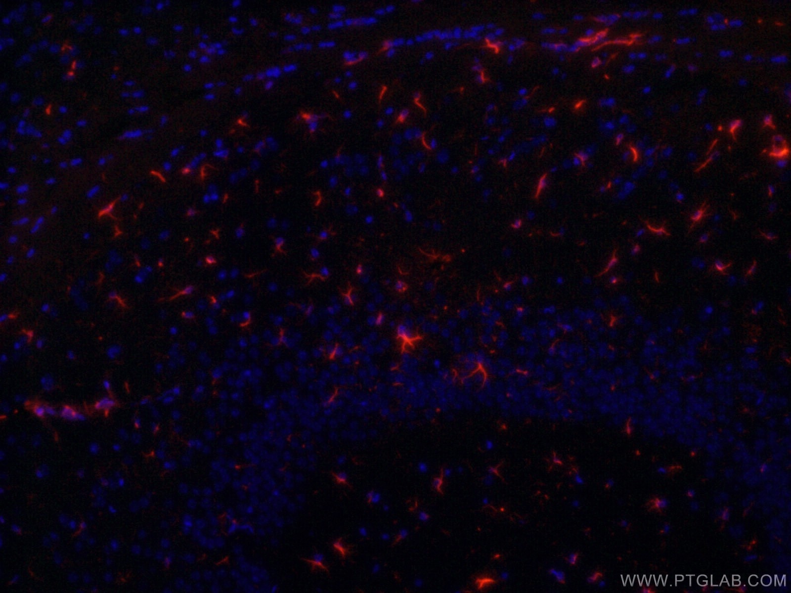 Immunofluorescence (IF) / fluorescent staining of mouse brain tissue using CoraLite®594-conjugated GFAP Monoclonal antibody (CL594-60190)