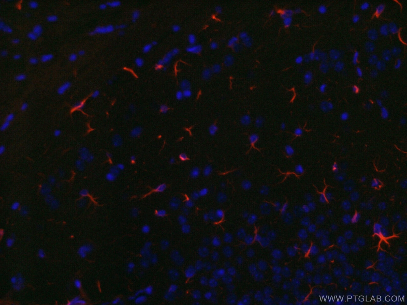 Immunofluorescence (IF) / fluorescent staining of mouse brain tissue using CoraLite®594-conjugated GFAP Monoclonal antibody (CL594-60190)