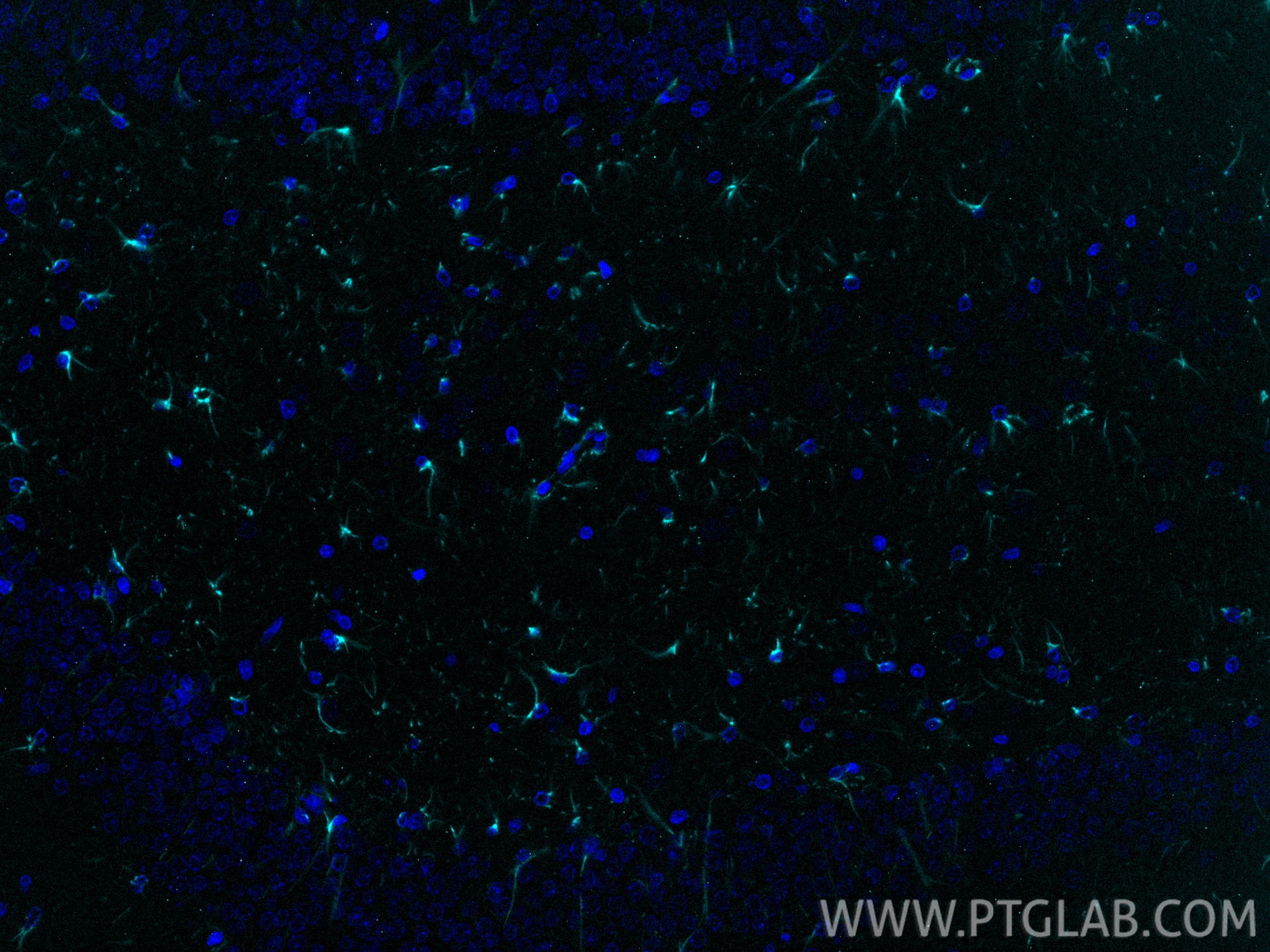 Immunofluorescence (IF) / fluorescent staining of rat brain tissue using CoraLite® Plus 750-conjugated GFAP Monoclonal anti (CL750-60190)
