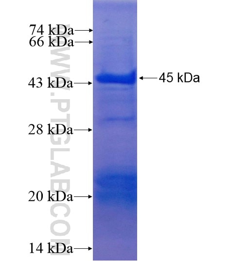 GFAP fusion protein Ag10452 SDS-PAGE