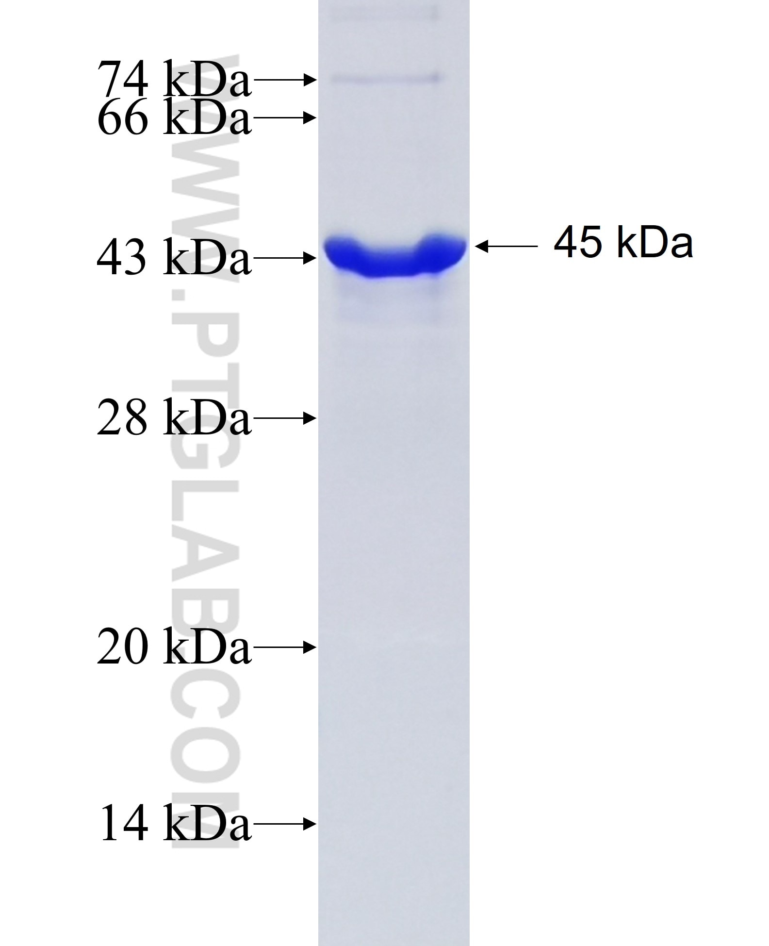 GFAP fusion protein Ag10452 SDS-PAGE