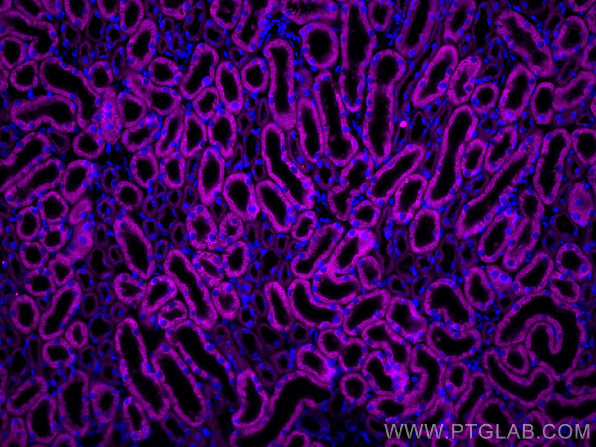 Immunofluorescence (IF) / fluorescent staining of mouse kidney tissue using ALR Polyclonal antibody (11293-1-AP)