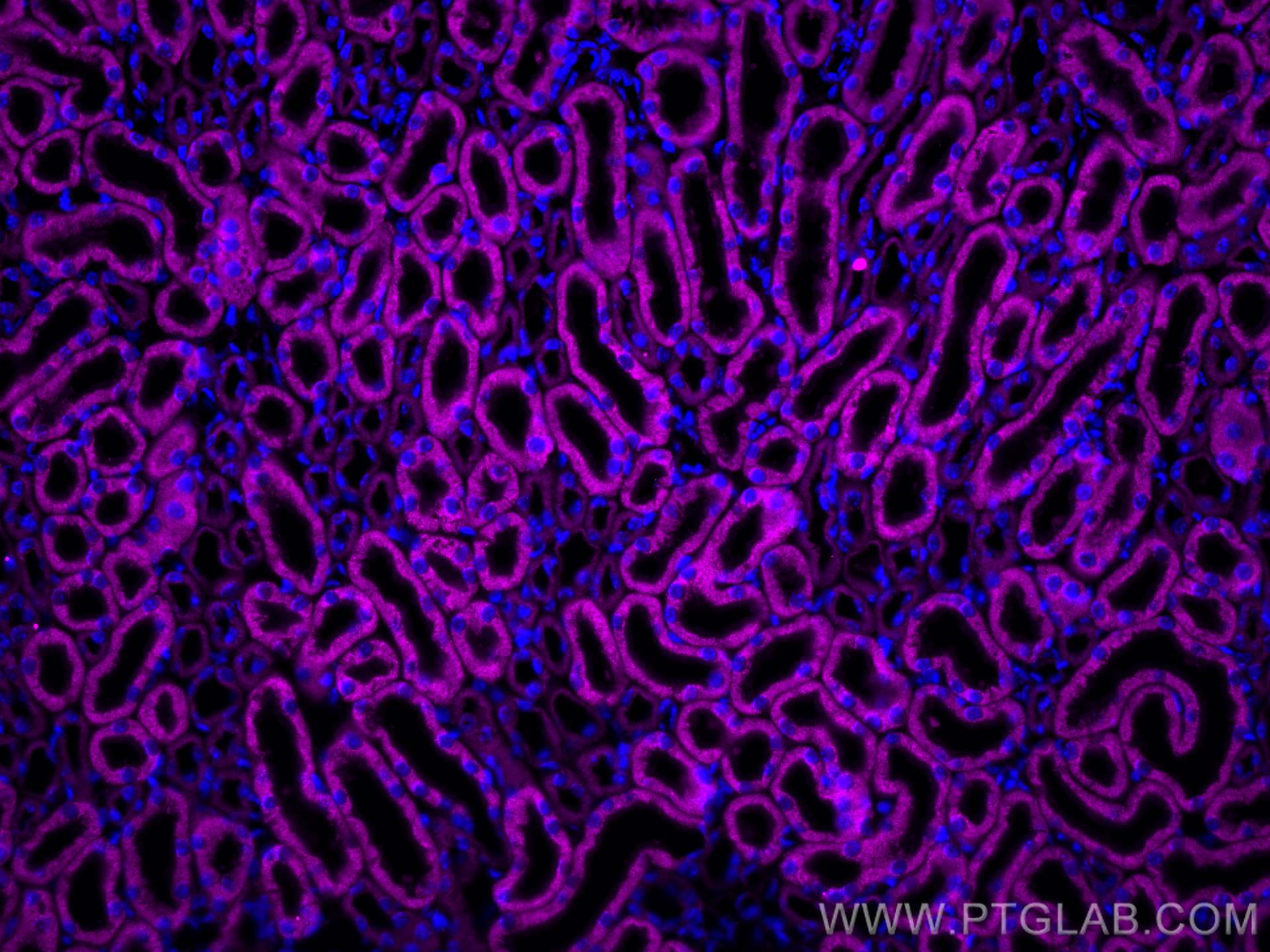 Immunofluorescence (IF) / fluorescent staining of mouse kidney tissue using ALR Polyclonal antibody (11293-1-AP)