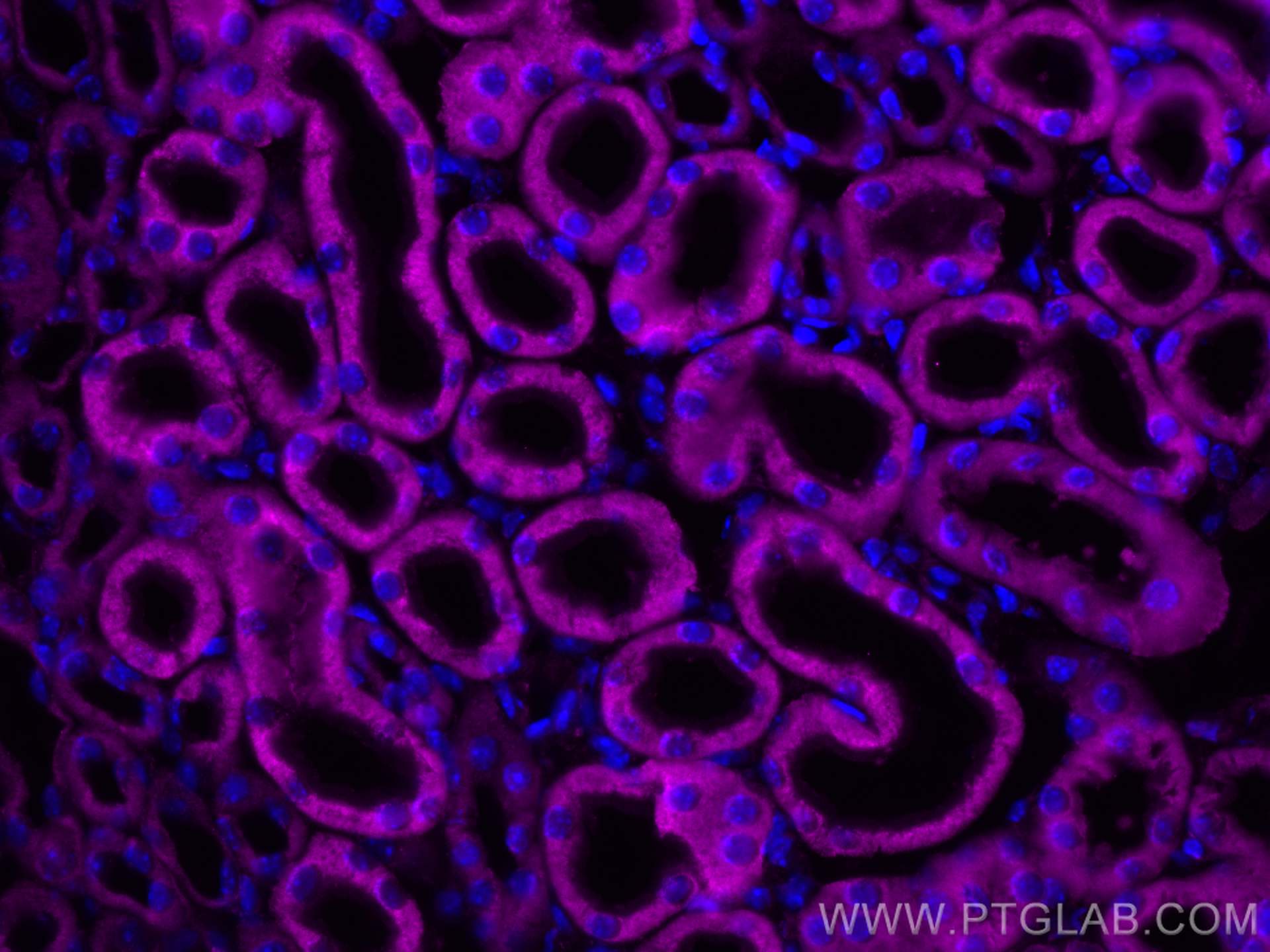 Immunofluorescence (IF) / fluorescent staining of mouse kidney tissue using ALR Polyclonal antibody (11293-1-AP)