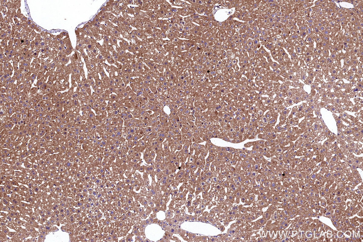 IHC staining of mouse liver using 11293-1-AP Immunohistochemistry (IHC) staining of mouse liver tissue using ALR Polyclonal antibody (11293-1-AP)