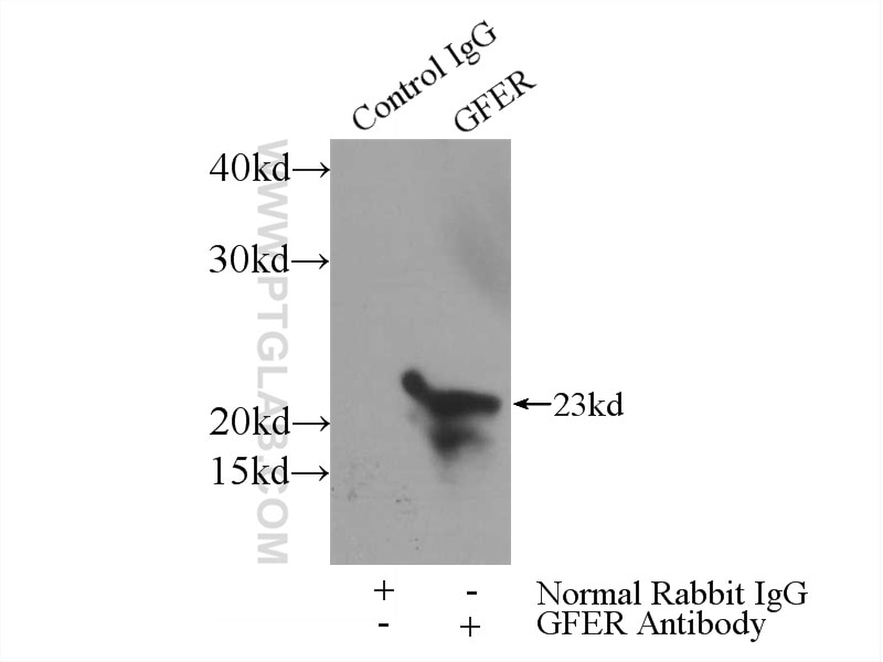 Immunoprecipitation (IP) experiment of mouse liver tissue using ALR Polyclonal antibody (11293-1-AP)