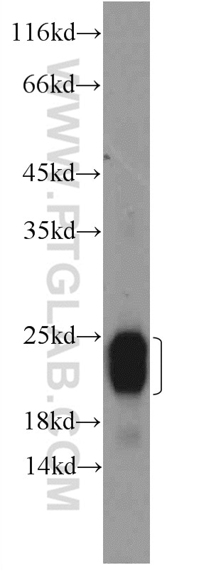 Western Blot (WB) analysis of rat liver tissue using ALR Polyclonal antibody (11293-1-AP)