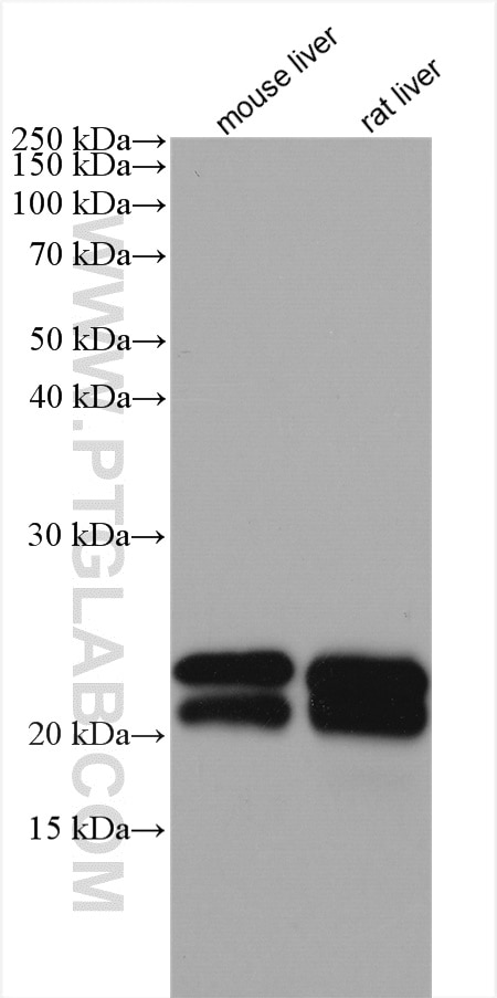 Western Blot (WB) analysis of various lysates using ALR Polyclonal antibody (11293-1-AP)