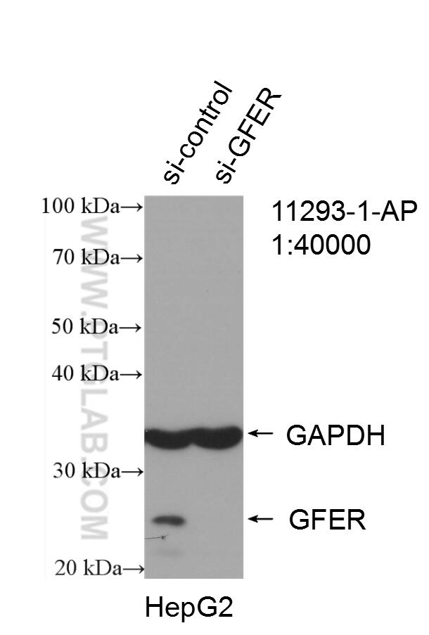 Western Blot (WB) analysis of HepG2 cells using ALR Polyclonal antibody (11293-1-AP)