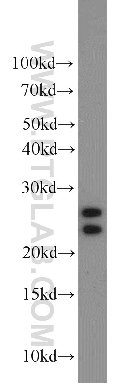Western Blot (WB) analysis of mouse liver tissue using ALR Polyclonal antibody (11293-1-AP)