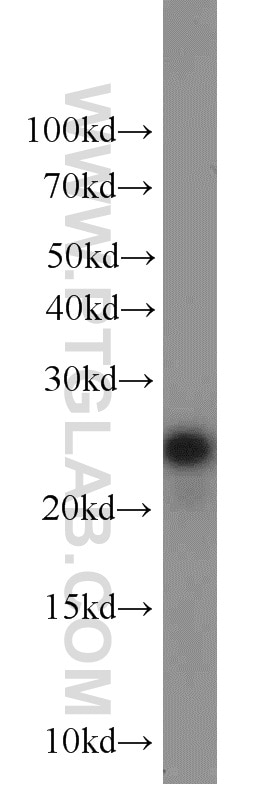 Western Blot (WB) analysis of A431 cells using ALR Polyclonal antibody (11293-1-AP)